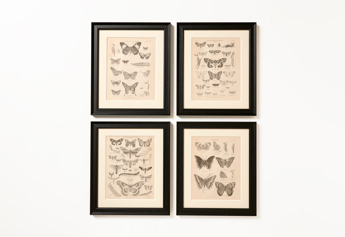 Moths and Butterflies
