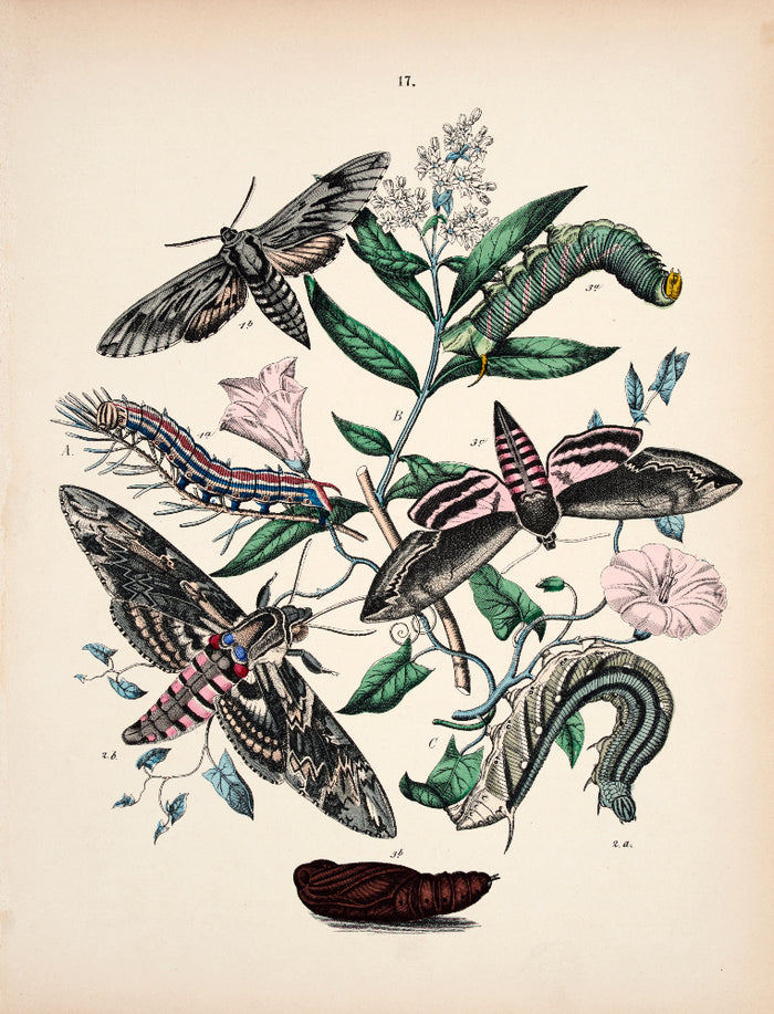 Unframed Prints