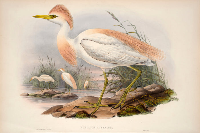 John Gould