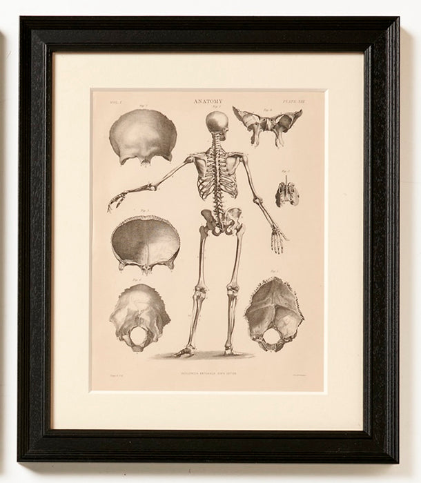 Set of four Anatomy Prints Circa 1860