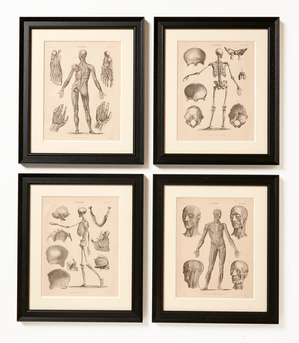 Set of four Anatomy Prints Circa 1860