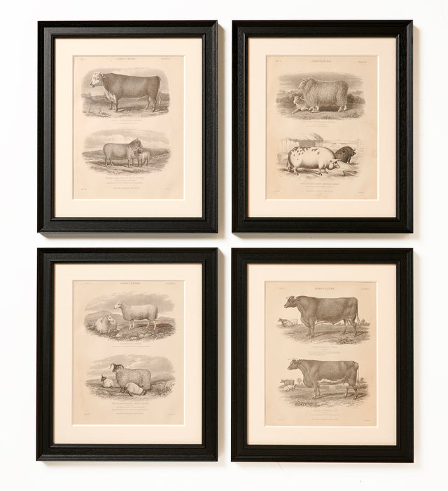 Set of four Livestock Prints Circa 1860