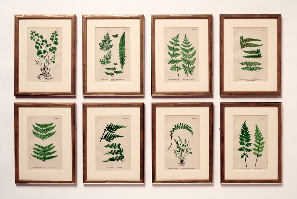 British Ferns dated 1884 by Mrs Lankaster