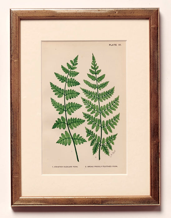 British Ferns dated 1884 by Mrs Lankaster