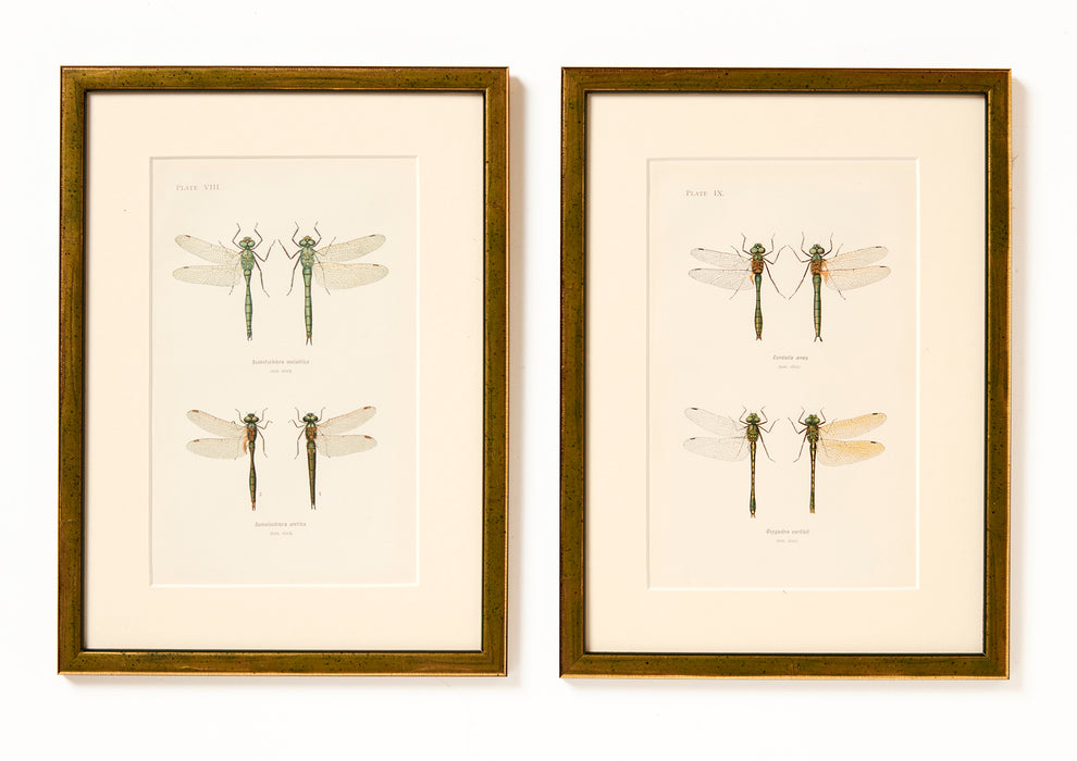 Dragonflies dated 1900 by W J Lucas