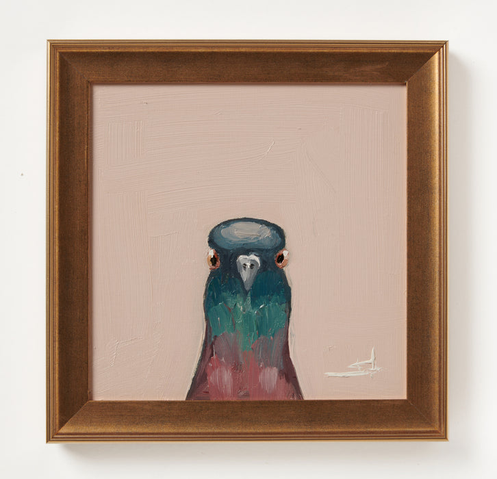 Pigeon