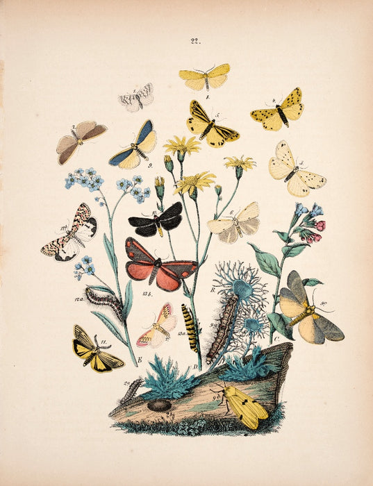 Butterfly print dated 1831 from 'European Butterflies and Moths' by   WF Kirby