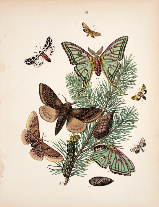 Butterfly print dated 1831 from 'European Butterflies and Moths' by  WF Kirby
