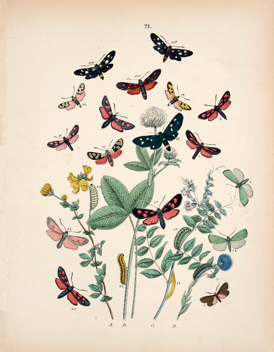 Butterfly print dated 1831 from 'European Butterflies and Moths' by   WF Kirby