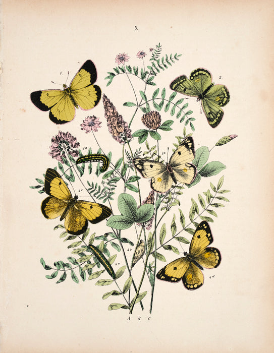 Butterfly print dated 1831 from 'European Butterflies and Moths' by   WF Kirby