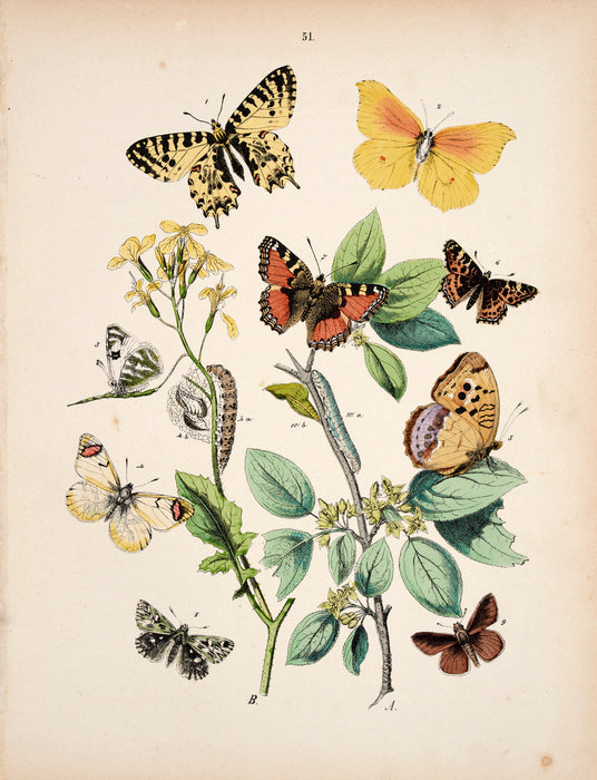 Butterfly print dated 1831 from 'European Butterflies and Moths' by   WF Kirby