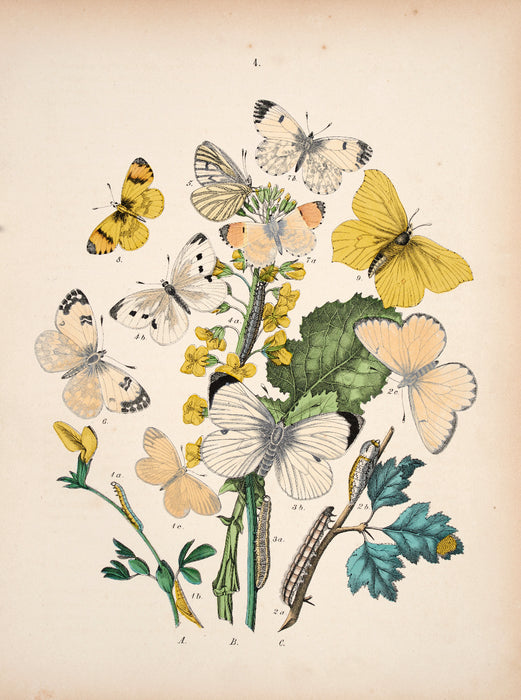 Butterfly print dated 1831 from 'European Butterflies and Moths' by   WF Kirby