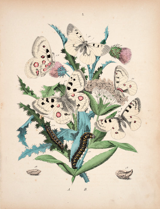 Butterfly print dated 1831 from 'European Butterflies and Moths' by  WF Kirby