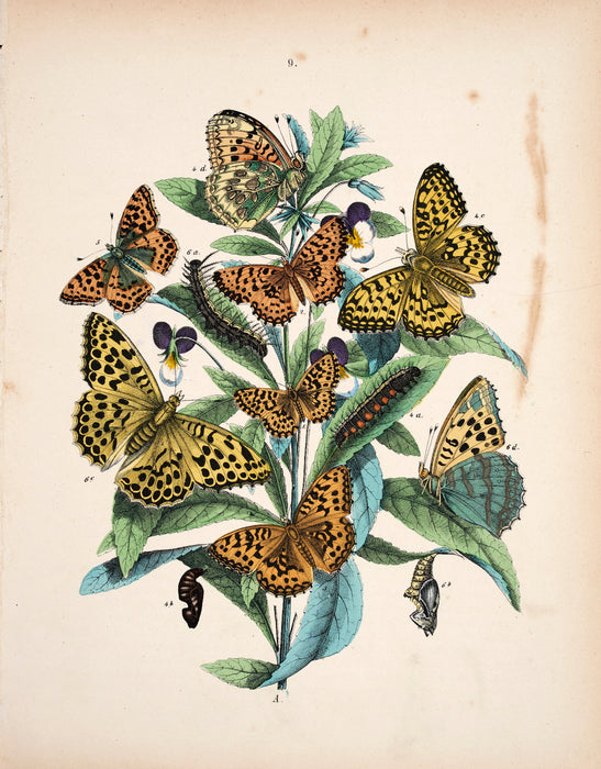 Butterfly print dated 1831 from 'European Butterflies and Moths' by   WF Kirby