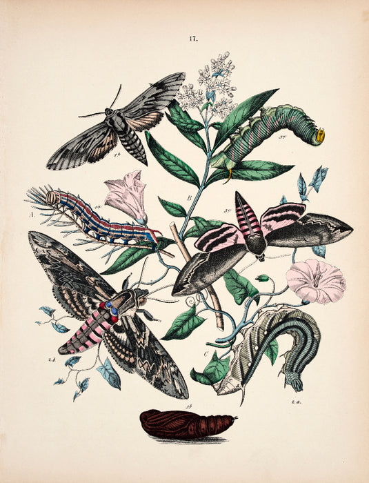 Butterfly print dated 1831 from 'European Butterflies and Moths' by   WF Kirby
