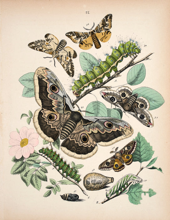Butterfly print dated 1831 from 'European Butterflies and Moths' by   WF Kirby