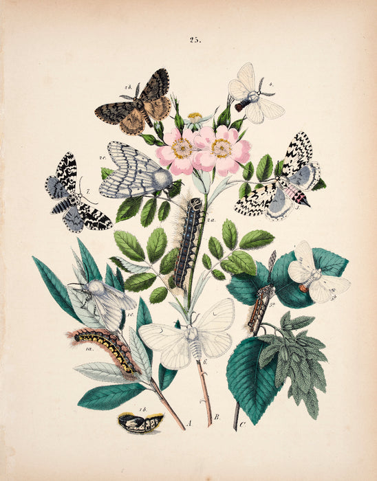 Butterfly print dated 1831 from 'European Butterflies and Moths' by   WF Kirby