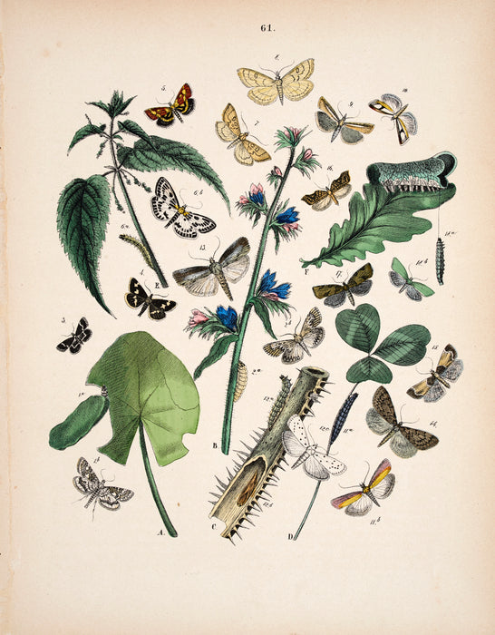 Butterfly print dated 1831 from 'European Butterflies and Moths' by   WF Kirby