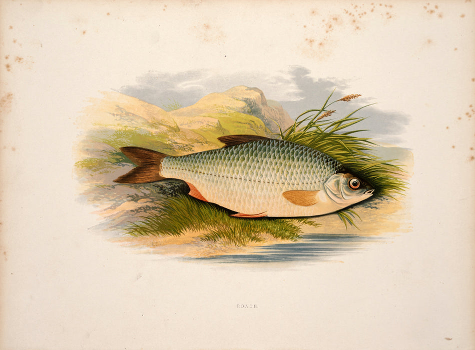 'British Fresh Water Fish' by Reverend W Houghton