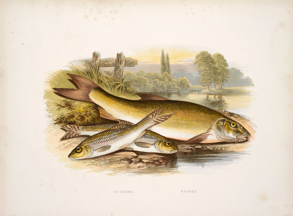 'British Fresh Water Fish' by Reverend W Houghton
