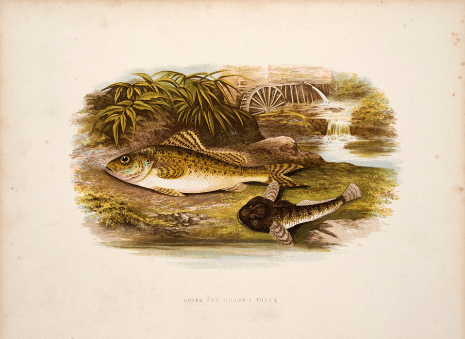'British Fresh Water Fish' by Reverend W Houghton