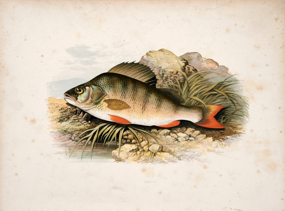 'British Fresh Water Fish' by Reverend W Houghton