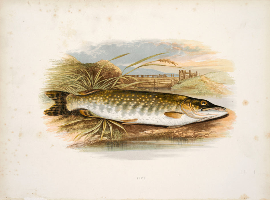 'British Fresh Water Fish' by Reverend W Houghton