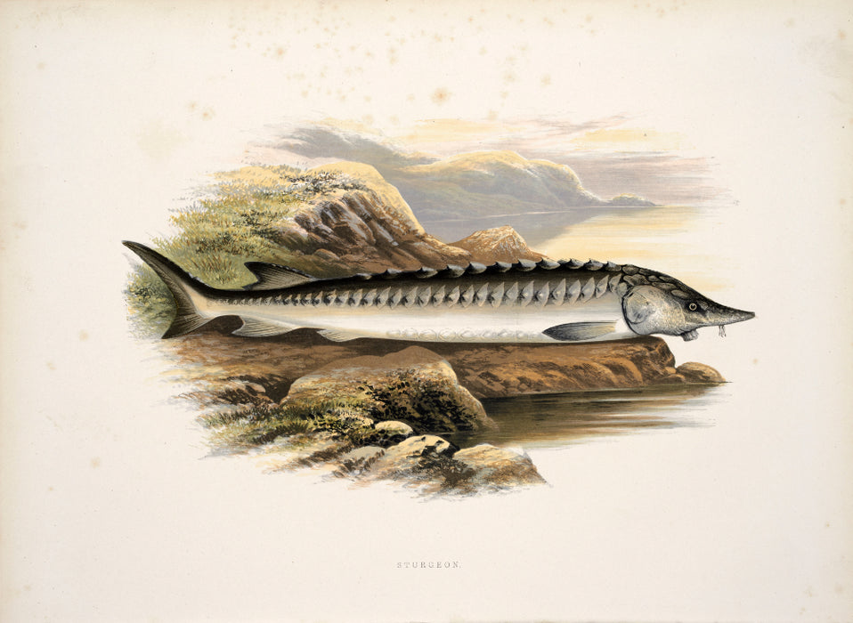 'British Fresh Water Fish' by Reverend W Houghton