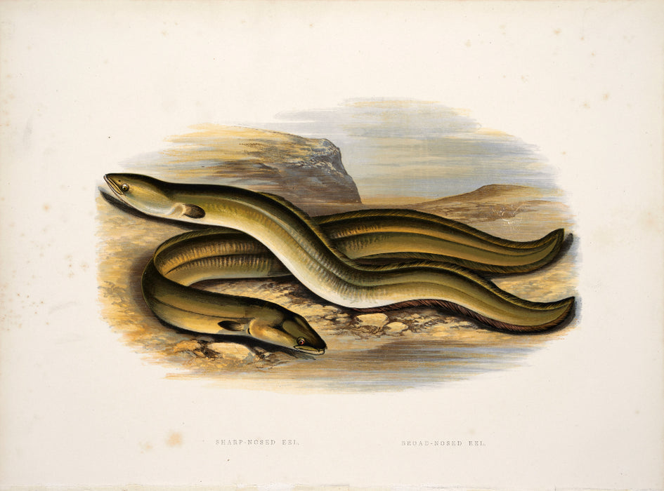 'British Fresh Water Fish' by Reverend W Houghton