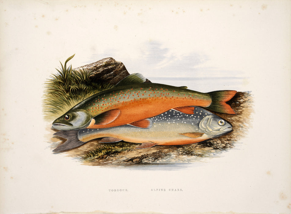'British Fresh Water Fish' by Reverend W Houghton