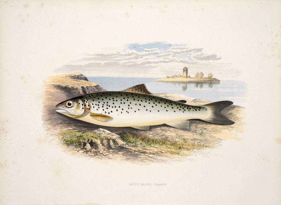 'British Fresh Water Fish' by Reverend W Houghton