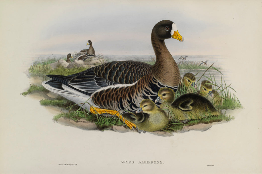 Greater White-Fronted Goose from 'Birds Of Great Britain' by John Gould