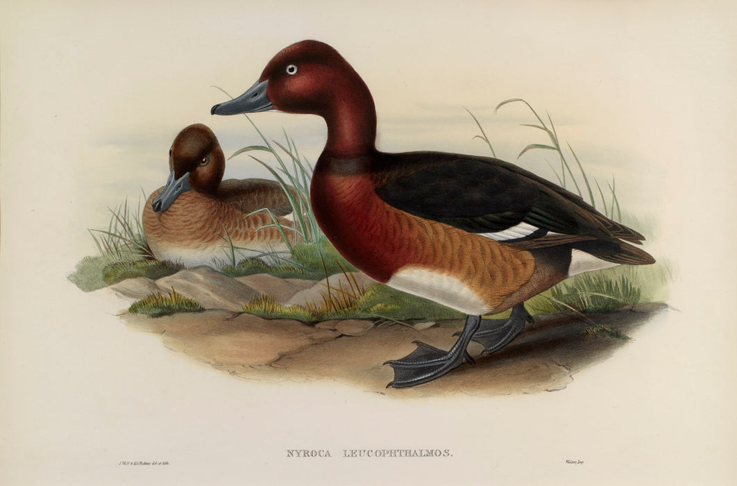 White-Eyed-Ferrogenious Duck from 'Birds Of Great Britain' by John Gould