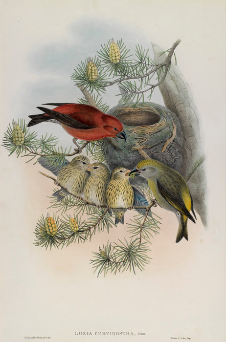 Red Crossbill from 'Birds Of Great Britain' by John Gould