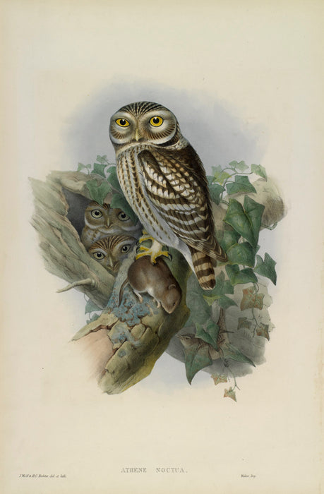 Little Owl from 'Birds Of Great Britain' by John Gould