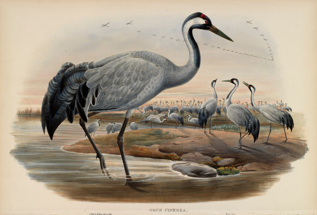 Common Crane from 'Birds Of Great Britain' by John Gould