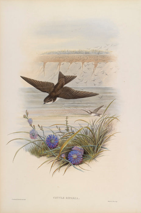 Sand Martin from 'Birds Of Great Britain' by John Gould