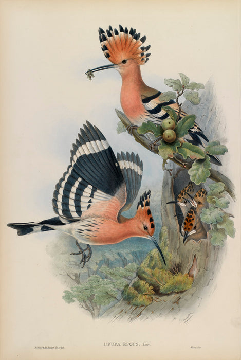 Hoopoes from 'Birds Of Great Britain' by John Gould