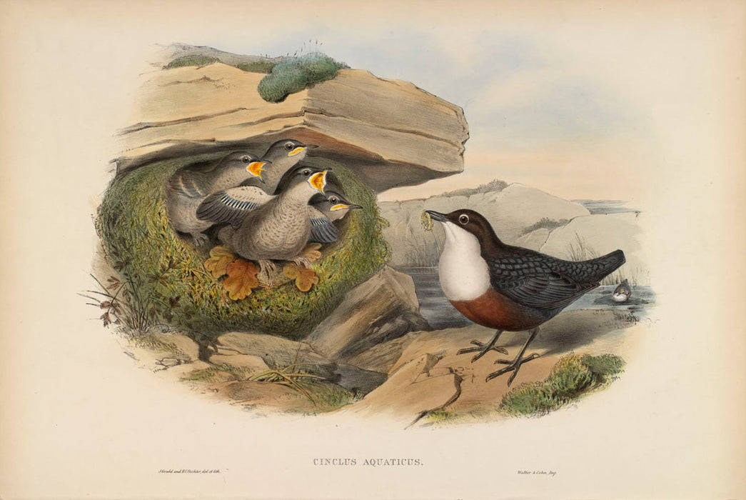 White-Throated Warbler from 'Birds Of Great Britain' by John Gould