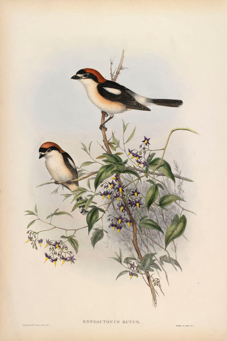 Woodchat from 'Birds Of Great Britain' by John Gould