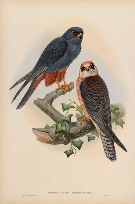 Orange Legged Hobby from 'Birds Of Great Britain' by John Gould