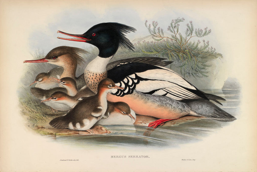 Red-Breasted Merganser from 'Birds Of Great Britain' by John Gould