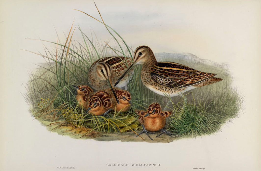 Common Snipe from 'Birds Of Great Britain' by John Gould