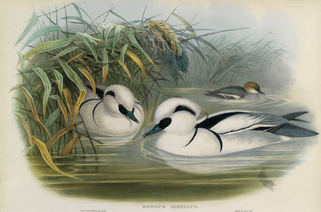 Smew from 'Birds Of Great Britain' by John Gould