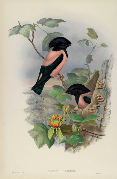 Rosy Starling from 'Birds Of Great Britain' by John Gould