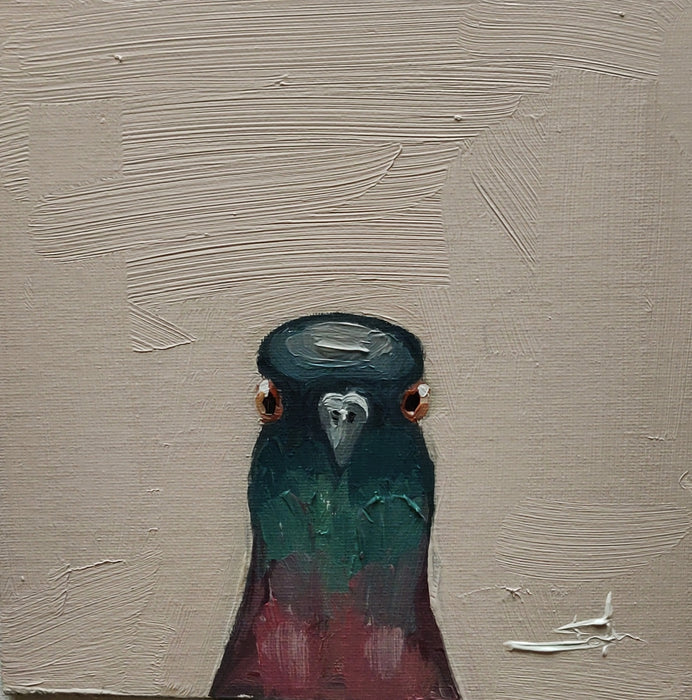 Pigeon