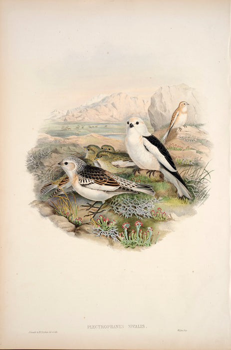 Snow Bunting from 'Birds Of Great Britain' by John Gould