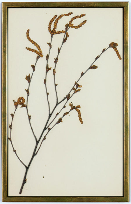 An extremely rare set of French Herbarium Dated 1890