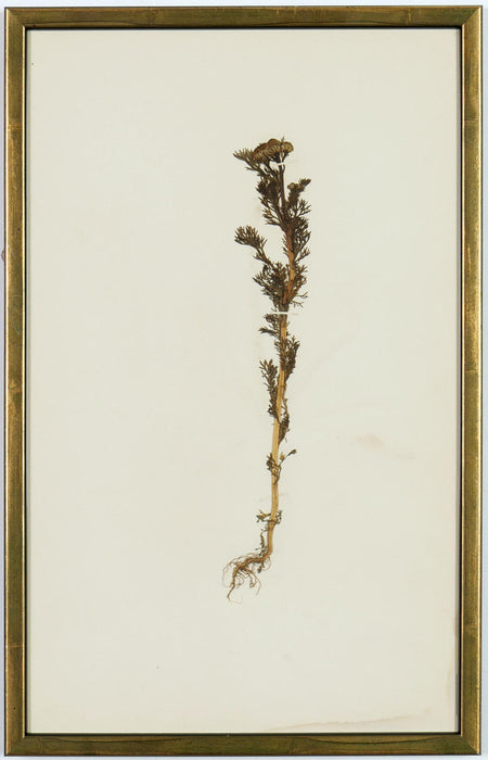 An extremely rare set of French Herbarium Dated 1890