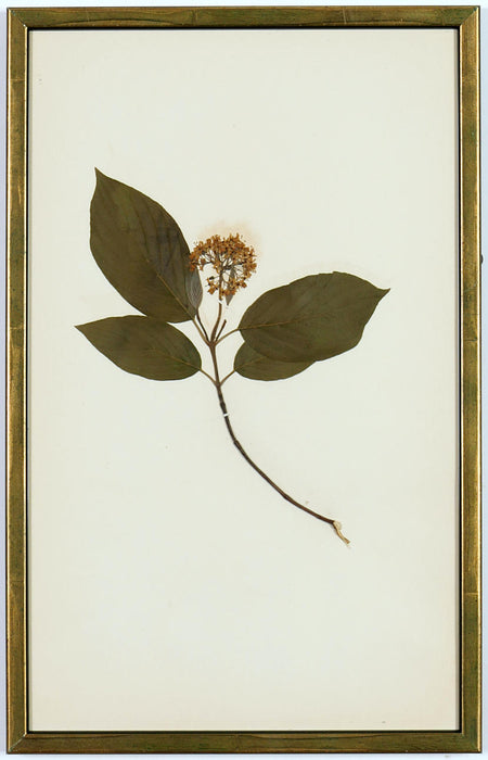 An extremely rare set of French Herbarium Dated 1890